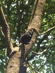 Dichorragia nesimachus