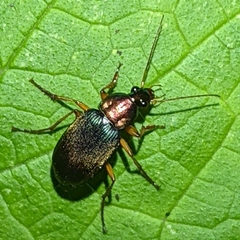 Chlaenius sericeus