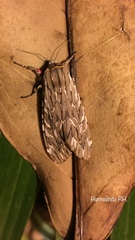 Arachnis aulaea