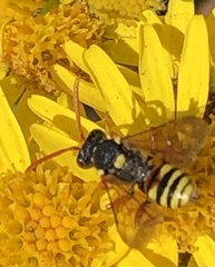 Nomada fucata