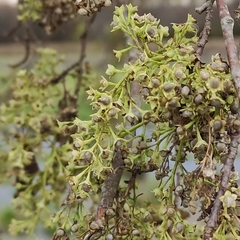 Plagianthus regius regius