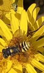 Nomada fucata