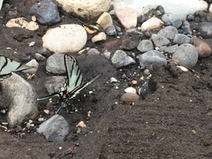 Protographium epidaus