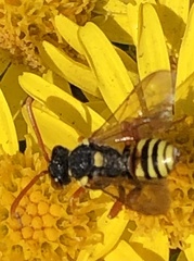 Nomada fucata