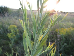 Linaria biebersteinii