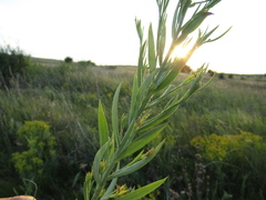 Linaria biebersteinii