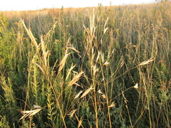 Bromus riparius