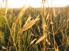 Bromus riparius