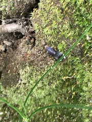 Homalodisca vitripennis