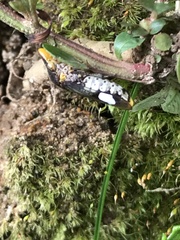 Homalodisca vitripennis