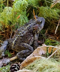 Anaxyrus boreas boreas