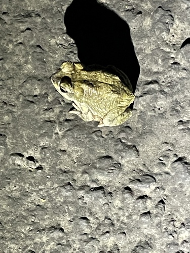iNaturalist observation photo of Red-spotted Toad