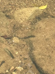 Pseudoxiphophorus bimaculatus