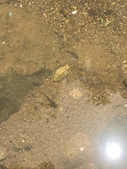 Pseudoxiphophorus bimaculatus