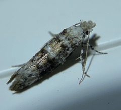 Xylesthia albicans