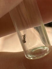 Calybites phasianipennella