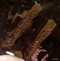 Aglaophenia latirostris