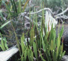 Lepisorus validinervis