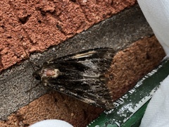 Apamea monoglypha