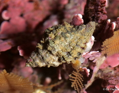 Paciocinebrina interfossa