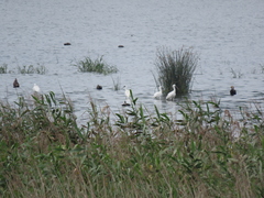 Platalea minor