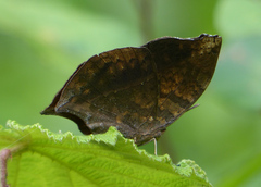 Junonia goudotii