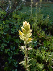 Castilleja peirsonii
