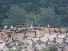 Phalacrocorax carbo