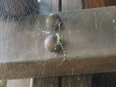 Trichonephila clavata