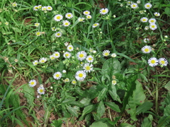 Erigeron annuus