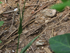 Trilophidia annulata