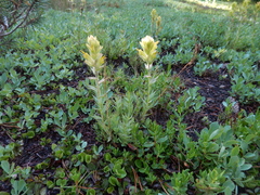 Castilleja peirsonii