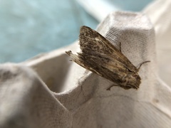 Apamea monoglypha