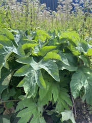 Heracleum dissectum