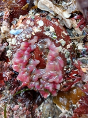 Urticina clandestina