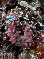 Urticina clandestina