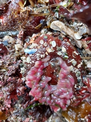 Urticina clandestina