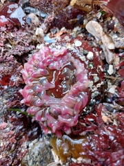 Urticina clandestina