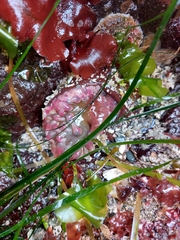 Urticina clandestina