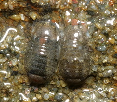 Sphaeromatoidea
