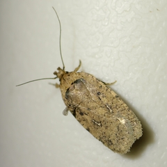 Agonopterix curvilineella