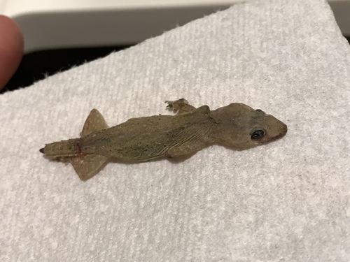 Hemidactylus frenatus observed 2018-07-10
