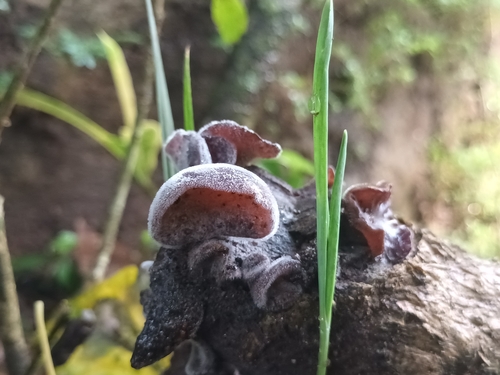 Wood Ear mushroom (Auricularia polytricha)