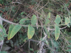 Uromyces pisi-sativi