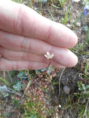 Micranthes bryophora