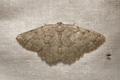 Charissa glaucinaria