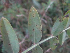 Uromyces pisi-sativi