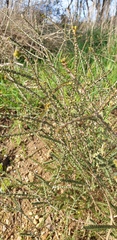 Melaleuca gibbosa
