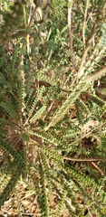 Melaleuca gibbosa