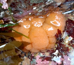 Polycitoridae